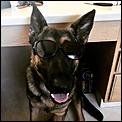 By request - submit your photos please for &quot;Pet you'd love to meet!&quot;-riggs-glasses.jpg