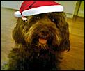 By request - submit your photos please for &quot;Pet you'd love to meet!&quot;-abbey-christmas-hat-small.jpg