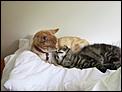 Pets you'd love to meet POLL TWO-ty-dusty-2-.jpg