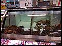 Post The Latest Picture You Have Taken-lobster-1.jpg