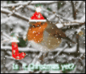 Christmas Avatar Competition 2017-christmas-robin-large-snow.gif