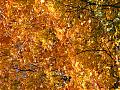 Autumn/Fall Pics Wanted-dscf7299.jpg