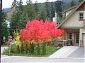 Autumn/Fall Pics Wanted-woh-very-red-trees.jpg