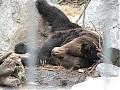 Photos of bears-grizzly-calgary-zoo1-small-.jpg