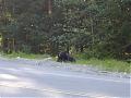 Photos of bears-juee-may-2006-198.jpg