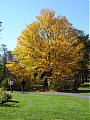 Autumn/Fall Pics Wanted-yellow-tree-halifax.jpg
