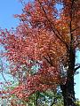 Autumn/Fall Pics Wanted-red-tree-halifax.jpg