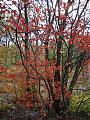 Autumn/Fall Pics Wanted-red-tree-dartmouth.jpg
