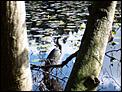 Photos please...-we_found_beaver_lake_-_no_beavers_just_this_heron.jpg