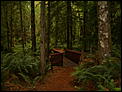 Rainforest~ Canada~BC oh yeah it is true!!-price-park-etc-002.jpg