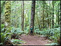 Rainforest~ Canada~BC oh yeah it is true!!-price-park-etc-006.jpg