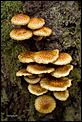 SHUTTERBUGS!-honey-mushroom.jpg