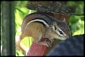 Camera and photo questions-chipmunk02.jpg