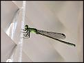 Camera and photo questions-dragonfly.jpg