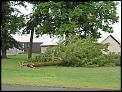 Dodged a bullet maybe...-trees-003-large-.jpg