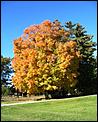 Fall photos time-amish-farm-tree-oct-08-054b-large-.jpg