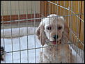 Help new puppy-p1020085.jpg
