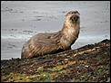 If you go down to the beach today ....-otter-lantzville.jpg