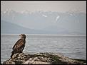 If you go down to the beach today ....-baby-eagle-lantzville.jpg