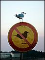 Bi-lingulism - whats the point?-irony-bird1.jpg