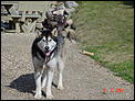 Best dog breeds for Rocky Mountain hikes-dsc05344.jpg