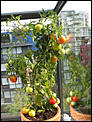 Gardening help!!!!!-tomato3.jpg