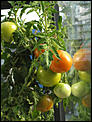 Gardening help!!!!!-tomato4.jpg