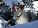 Best dog breeds for Rocky Mountain hikes-dscf0825.jpg