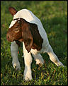 What gets your goat on BE?-paintedbabygoat%5B1%5D.jpg