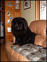 Pets names.-sitting-sofa-001.jpg