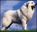 Dear Santa, I have been very good this year so I would like .......-pyrenean1.jpg