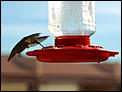 Post The Latest Picture You Have Taken-hummer5.jpg