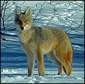 Post The Latest Picture You Have Taken-coyote.bmp