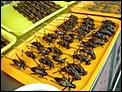 Job offer in Jeddah-cockroaches.jpg