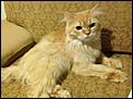 2 Cats For Adoption - Riyadh-cat2.jpg