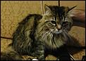 2 Cats For Adoption - Riyadh-cat3.jpg