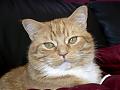Cat Show at Creek Park this Weekend-rory.jpg