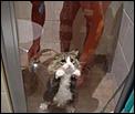 what is the best way to find architect job-cat-shower.jpg