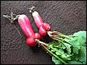 Introduce me to some new vegetables-radish.jpeg