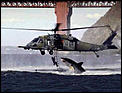 Shark Attack-great-white-helicopter.jpg