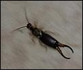 Black scorpion type of thing-20130527_174831.jpg
