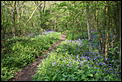 Spring UK 2006 Pictures-bluebell-wood-094.jpg