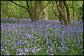 Spring UK 2006 Pictures-bluebell-wood-007.jpg