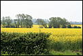 Spring UK 2006 Pictures-bluebell-wood-119.jpg