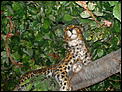 London Sightsee List-leopard.jpg