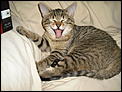 Cat Lovers - Does this come as a surprise?-wasabi.jpg