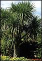 Over 40's Moving Back and Catching Up-cordyline-australis-specime.jpg