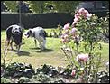 For Kija - our dogs in New Zealand-autumn-roses.jpg