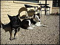 For Kija - our dogs in New Zealand-dsc00467.jpg