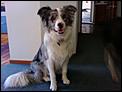 For Kija - our dogs in New Zealand-smiley-dog.jpg
